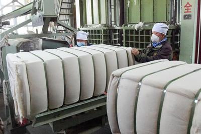 新疆700万棉花从业人口迎来采收季