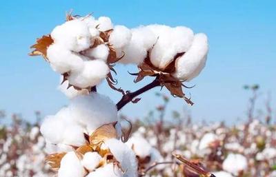 棉花加工与检验专业就业前景
