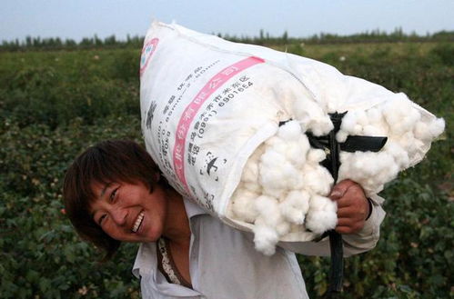 这是咱们新疆雪白的棉花